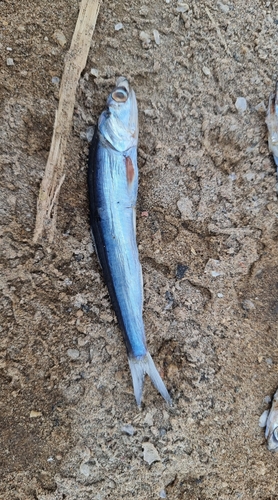 European Anchovy
