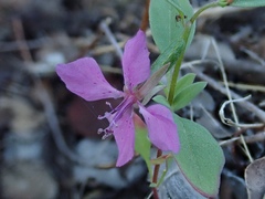 Clarkia rhomboidea