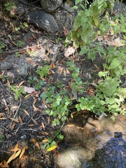 Echter Sellerie (Apium graveolens): Herkunft und Verwendung — Foto 3