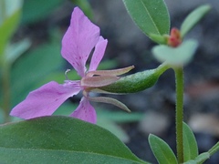 Clarkia rhomboidea