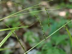 Carex debilis rudgei