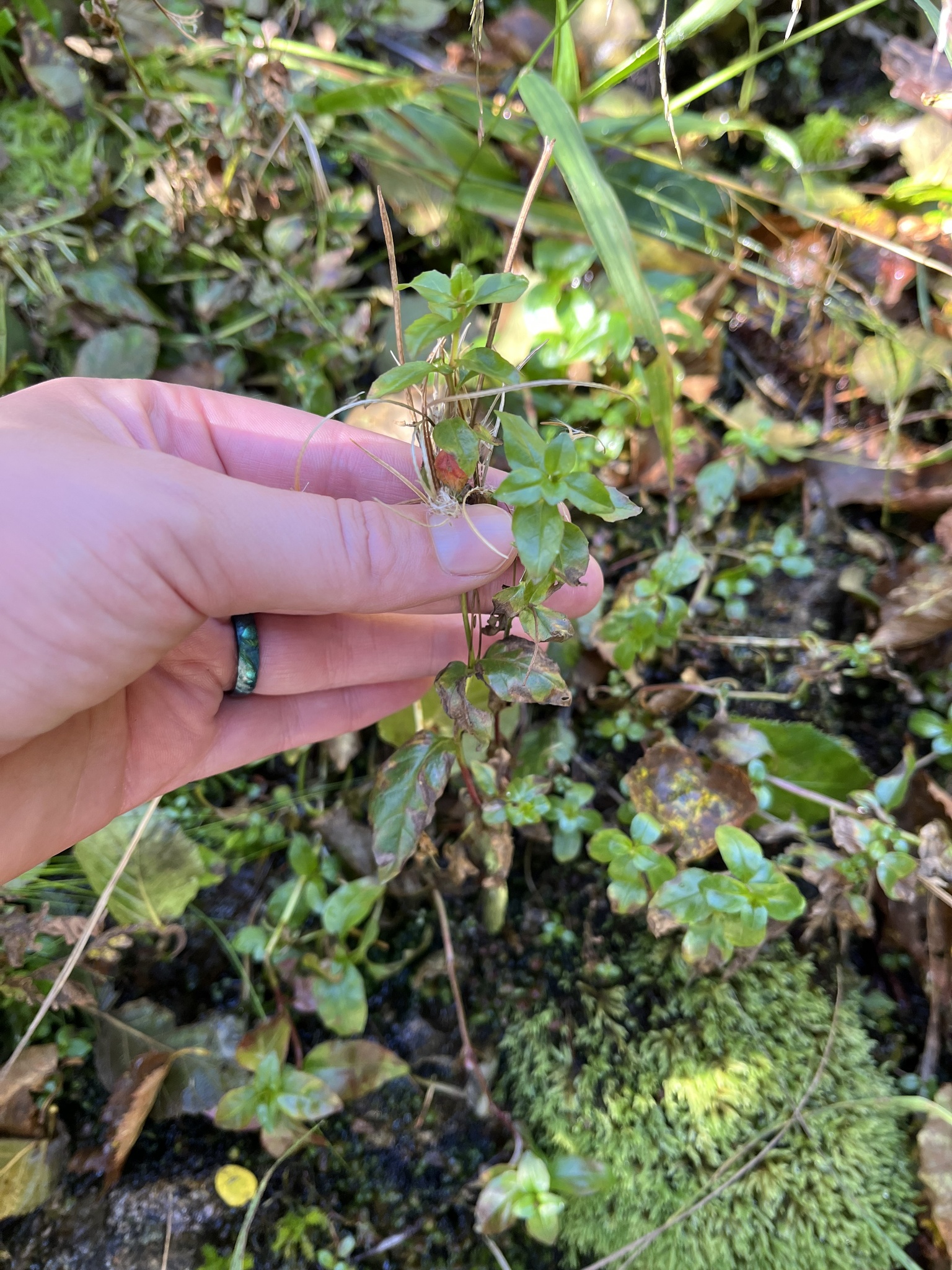 Imagem de Não há um nome popular amplamente reconhecido para "Epilobium hornemannii" no Brasil