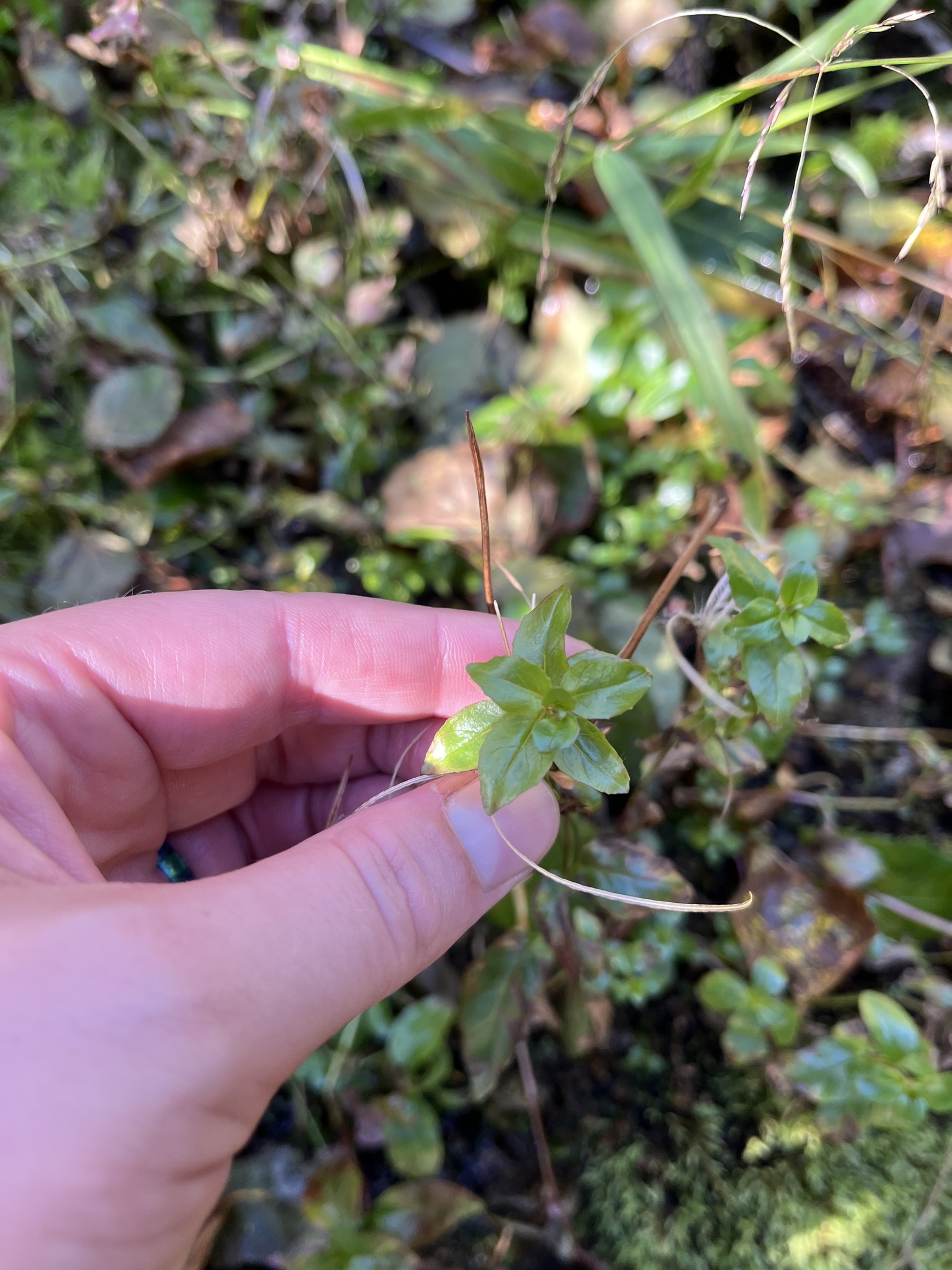 Imagem de Não há um nome popular amplamente reconhecido para "Epilobium hornemannii" no Brasil