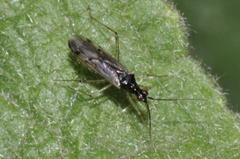 Dicyphus errans