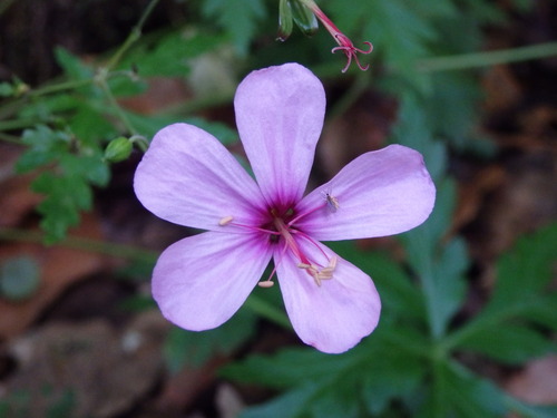 Image of Geranium palmatum by (c) Carminda Santos, some rights reserved (CC BY)