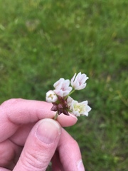 Allium geyeri tenerum