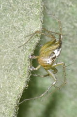 Oxyopes lineatus