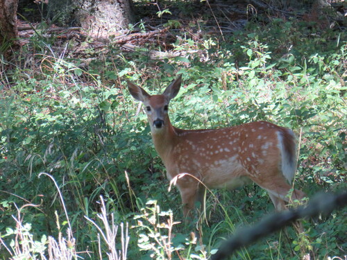 Northern Rocky Mountains White-tailed Deer photographed in Wyoming