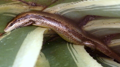 Copeoglossum nigropunctatum