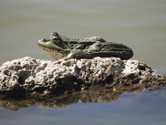 Pelophylax bedriagae