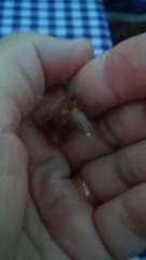 Amphimallon solstitiale