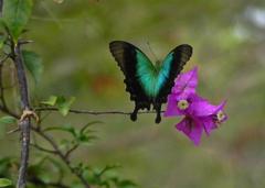 Papilio peranthus transiens