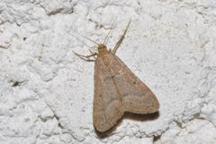 Bostra obsoletalis
