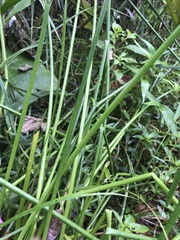 Eleocharis elegans