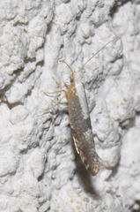 Argyresthia spinosella