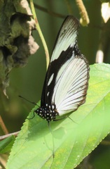 Hypolimnas anthedon wahlbergi