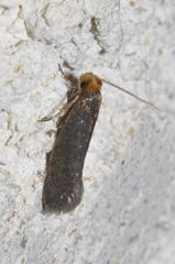 Cephimallota crassiflavella