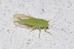 Psyllinae