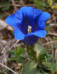 Gentiana clusii clusii
