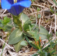 Gentiana clusii clusii