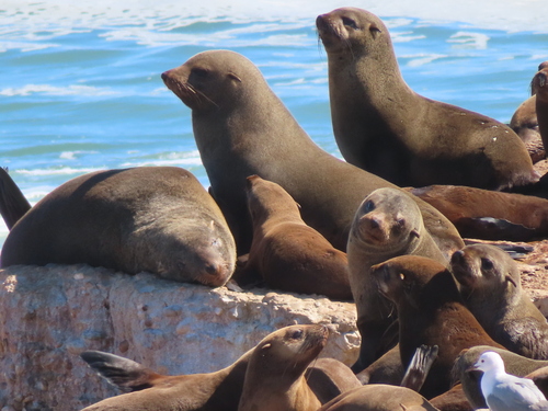 Lobo marino del Cabo (Arctocephalus pusillus)
