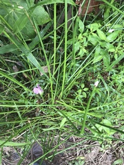 Eleocharis elegans