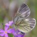 Dark-veined White - Photo (c) redhat, some rights reserved (CC BY-NC), uploaded by redhat