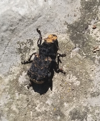 Platyrhinus resinosus