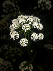 Oenantheae