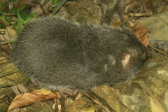 Hoary Bamboo Rat photo 2
