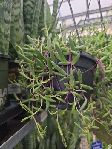Curio herreanus f. variegatus