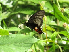 Papilio polytes javanus