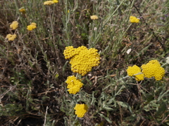 Achillea coarctata
