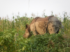 Rhinoceros unicornis