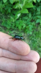Sinodendron cylindricum