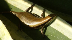 Copeoglossum nigropunctatum