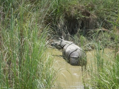 Rhinoceros unicornis