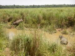 Rhinoceros unicornis