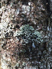 Hypogymnia incurvoides