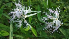 Dianthus superbus stenocalyx