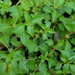Water Purslane - Photo (c) Erin Faulkner, some rights reserved (CC BY-NC), uploaded by Erin Faulkner