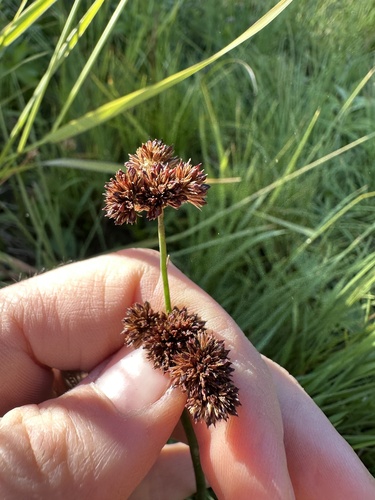 Image of Juncus ensifolius by no rights reserved