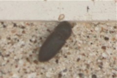 Agrypnus rectangularis