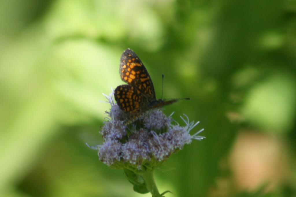 Elada Checkerspot