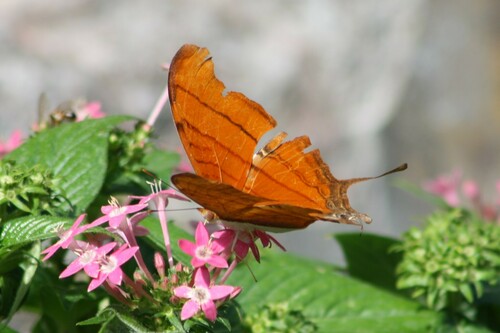 Ruddy Daggerwing photo 5