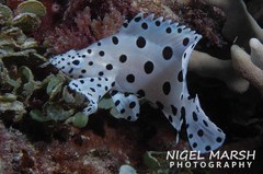 Chromileptes altivelis