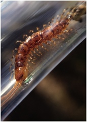 Lithobius variegatus