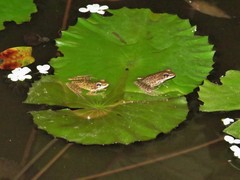 Chalcorana chalconota