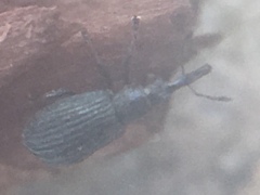 Ischnopterapion virens