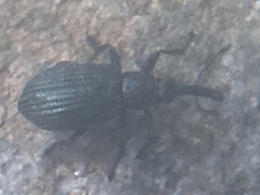 Ischnopterapion virens